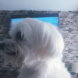 Meet your Posher, Lemos